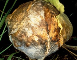Photo 4. Head rot of cabbage caused by Rhizoctonia.