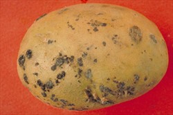 Photo 2. Sclerotia of Rhizoctonia on potato.