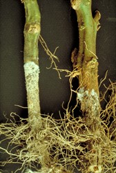 Photo 3. Collar rot of tomato caused by Rhizoctonia, showing the cottony growth of the fungus on the stem.