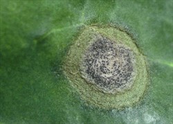 Photo 2. Close-up of cabbage ring spot, Mycosphaerella brassicicola, showing the fruiting bodies in the centre of the spot that contain the spores.