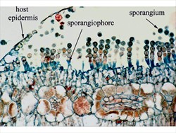 Diagram. White blister rust, Albugo candida, longitudinal section of pustule showing sporangiophores and chains of developing sporangia.