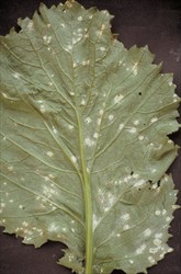 Photo 3. Pustules of white blister rust, Albugo candida, on the underside of a Chinese cabbage leaf. The pustules have burst and are releasing the powdery spores. On the upper surface the spots are yellow-green.
