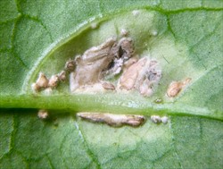 Photo 7. Close-up (Photo 6), white blister rust , Albugo species, on Ipomoea aquatica (Tonga), showing merging blisters containing the sporangia.
