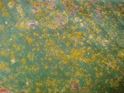 Photo 3. Close-up of the powdery masses of Puccinia thaliae spores, released from pustules on the lower surface of the leaf.