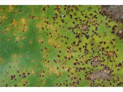 Photo 4. Dark brown structures developing which contain the teliospores of Puccinia thaliae.