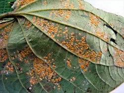Photo 7. Complete colonisation of the pupae of Aleurotrachelus trichoides on the underside of a kava leaf by the fungus, Aschersonia sp.