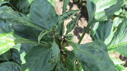 Photo 4. Early symptoms on capsicum, showing stunted, strap-like deformed leaves, caused by the mite, polyphagotarsonemus latus.