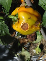 Photo 3. Multiple spots on capsicum caused by Colletotrichum species, typical of infection by this fungus.