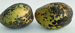 Photo 11. Dark spots, many enlarging and joining together, of mango anthracnose, Glomerella cingulata. The fungus infects the skins and later develops in storage. Orange-pink spore masses develop in the centres of these areas (see Fact Sheet no. 09).