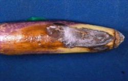 Phot 9. Colletotrichum capsici rot on eggplant.