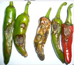 Photo 6. Sunken spots on chillies caused by Colletotrichum sp. Note that on the fruit, second from left, the spot has turned black as the dark hairs of the fungus develop