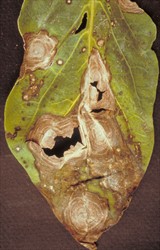 Photo 2. Large merging spots of capsicum frog-eye, Cercospora capsici.
