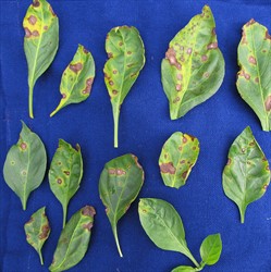 Photo 1. Leaf spots, brown with grey centres and yellow halos, caused by capsicum frog-eye, Cercospora capsici.