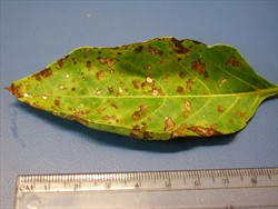 Photo 1. Small, irregular spots 1-2 mm, on a capsicum leaf, brown at first, later maturing to light grey with brown border.
