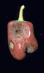 Photo 3. Large expanding spots on a mature capsicum fruit showing showing masses of spores that have discharged from the round spore-containing pycnidia.