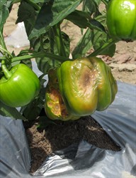 Photo 2. Sunscald on capsicum (nearest fruit) showing large greyish wrinkled area, possibly with secondary fungal rot showing in centre.