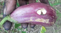 Photo 5. Damage to eggplant by the Caribbean leatherleaf slug, Sarasinula plebeia.