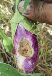 Photo 6. Damage to eggplant by the Caribbean leatherleaf slug, Sarasinula plebeia.