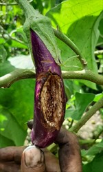 Photo 7. Damage to eggplant by the Caribbean leatherleaf slug, Sarasinula plebeia.