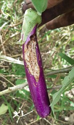 Photo 8. Damage to eggplant by the Caribbean leatherleaf slug, Sarasinula plebeia.