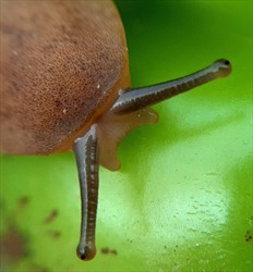 Photo 3. Antennae of the Caribbean leatherleaf slug, Sarasinula plebeia, with eyes at the ends.