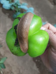 Photo 1. The Caribbean leatherleaf slug, Sarasinula plebeia, moving over a capsicum fruit.