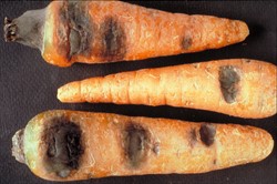 Photo 1. Sunken black rots on carrot caused by black rot, Alternaria radicina.