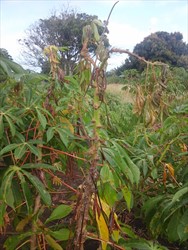 Photo 3. Shoot dieback caused by Amblypelta on cassava (southern highlands, Papua New Guinea).