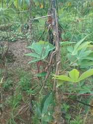 Photo 6. Severe cassava stem cankers (lower part) caused by Amblypelta with death of stem above (upper part).