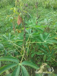 Photo 4. Shoot-tip dieback caused by Amblypelta on cassava (Malaita, Solomon Islands).