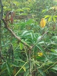 Photo 5. Stem cankers on cassava caused by Amblypelta (foregound), with early death of young shoots in background.