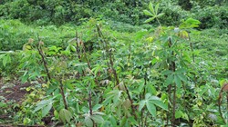 Photo 1. Shoot dieback on cassava caused by Amblypelta on cassava (Solomon Islands).