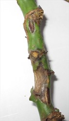 Photo 2. Close-up of the cankers on a cassava shoot after feeding by Amblypelta. Note the damaged areas have small black dots over them; these are the spore-containing sacs of a fungus that has invaded the areas damaged by Amblypelta.