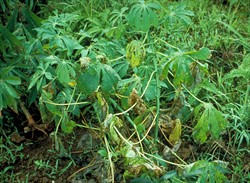 Photo 2. Leaves wilting and falling down caused by cassava bacterial blight, Xanthosoma axonopodis pv. manihotis.