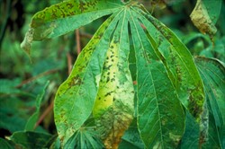 Photo 1. Leaves with angular spots caused by cassava bacterial blight, Xanthosoma axonopodis pv. manihotis, at first limited by the veins, later joining together to form large brown areas of decay, especially at the leaf tips.
