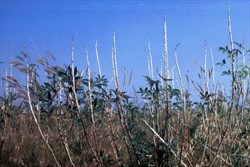 Photo 3. "Candle" appearance of cassava stems, caused by cassava bacterial blight, Xanthosoma axonopodis pv. manihotis. Leaves infected by the disease have fallen from the stems, the terminal shoot has blackened, and new leaves have developed lower down the stem.