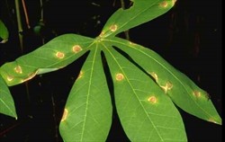Photo 1. Small round leaf spots, with distinct yellow halos of cassava brown leaf spot, Cercosporidium henningsii.