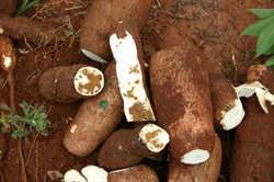 Photo 6. Brown dry rots in cassava roots infected with cassava brown streak disease.
