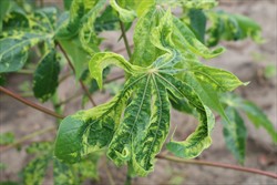 Photo 9. Cassava mosaic disease (CMD) symptoms in a field in Tanzania. Note leaf is severely deformed.