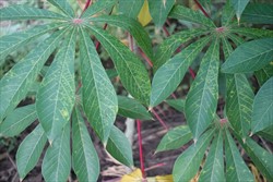 Photo 1. Symptoms of cassava brown streak disease mostly following the the secondary veins, and the veins from them.