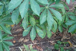 Photo 2. Cassava brown streak disease showing that the older leaves are those with symptoms.