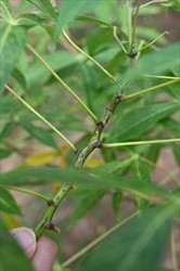 Photo 4. Dark streaks on a young green stem caused by Cassava brown streak virus.