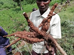 Photo 5. Constrictions on roots of a plant infected with Cassava brown streak virus.