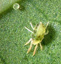 Photo 1. Adult cassava green mite, Mononychellus tanajoa. Note the egg at top left.