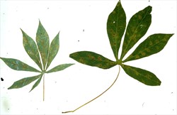 Photo 1. Leaf spots, Periconia manihoticola, on cassava.