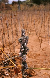 Photo 5. Dieback of cassava, caused by the cassava mealybug, Phenococcus marginatus.