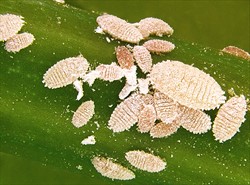 Photo 6. Adults and nymphs of the cassava mealybug, Phenococcus marginatus.