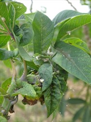 Photo 1. Cassava mealybug, Phenococcus marginatus, distorting terminal shoot of cassava.