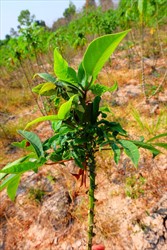 Photo 2. Cassava mealybug, Phenococcus marginatus, distorting terminal shoot of cassava.