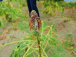 Photo 4. Severe damage to terminal growth by the cassava mealybug, Phenococcus marginatus.